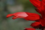 Salvia splendens