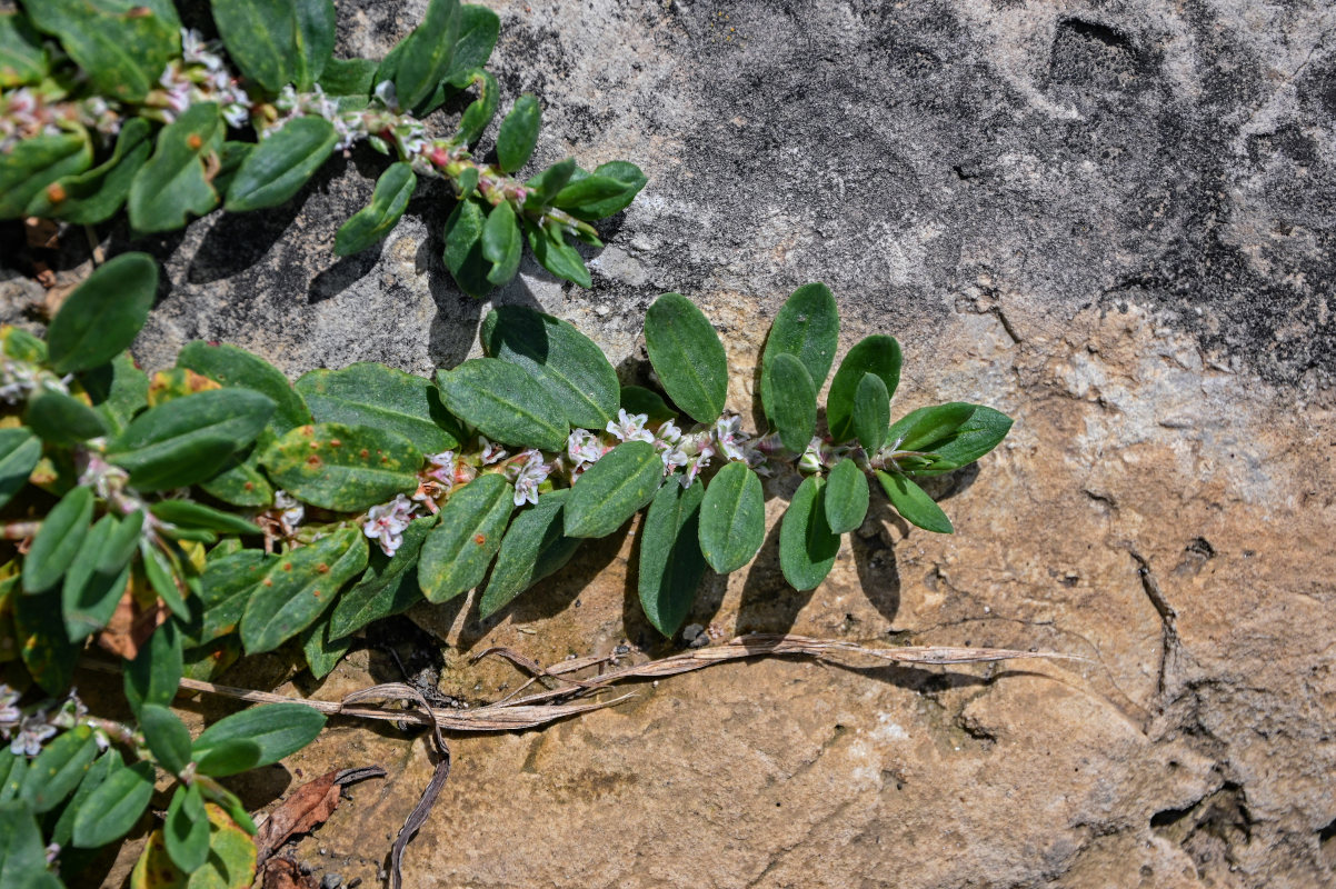 Изображение особи Polygonum alpestre.