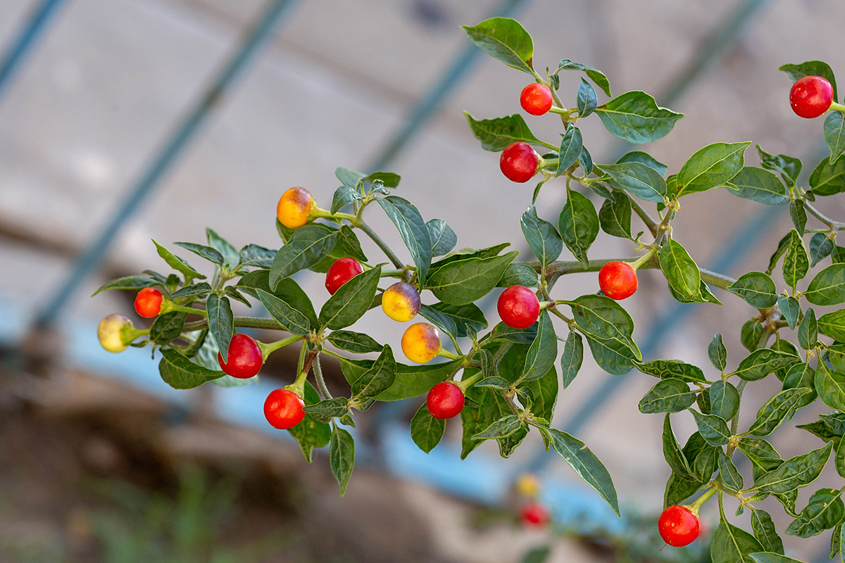 Image of Solanum pseudocapsicum specimen.