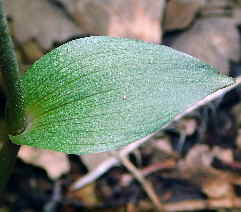 Изображение особи Epipactis microphylla.