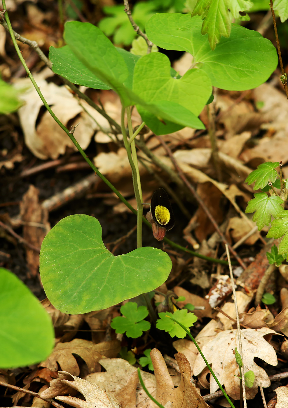 Изображение особи Aristolochia steupii.