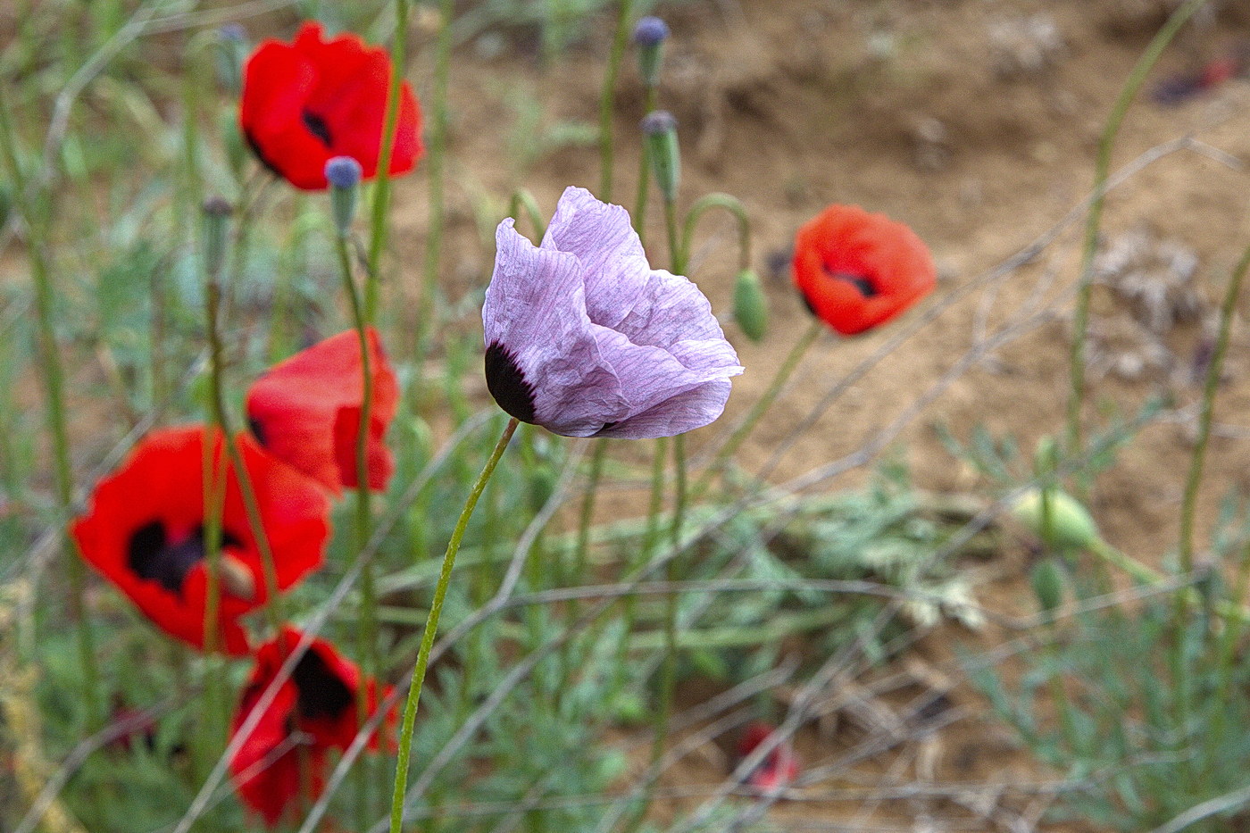 Image of Papaver arenarium specimen.