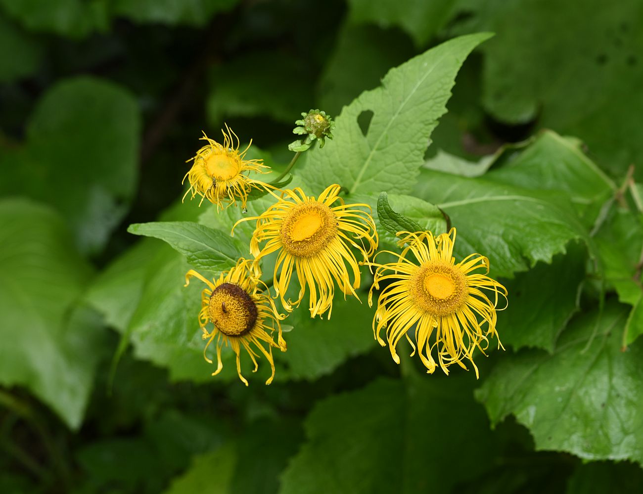 Изображение особи Telekia speciosa.