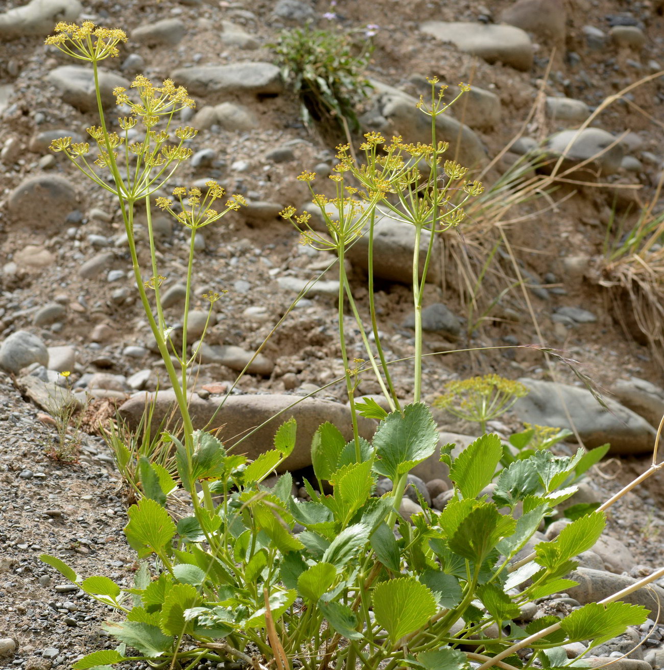 Image of Angelica ternata specimen.