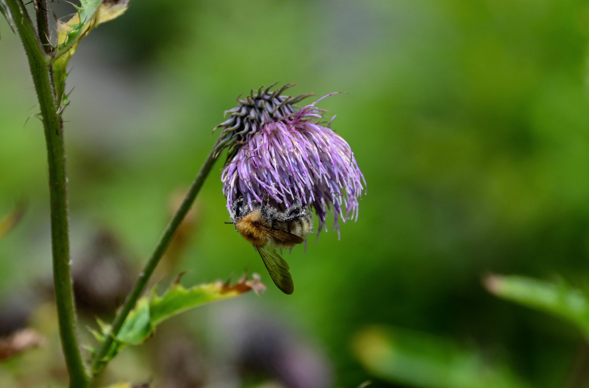 Изображение особи Cirsium kamtschaticum.