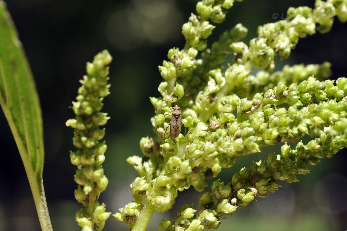 Image of genus Amaranthus specimen.