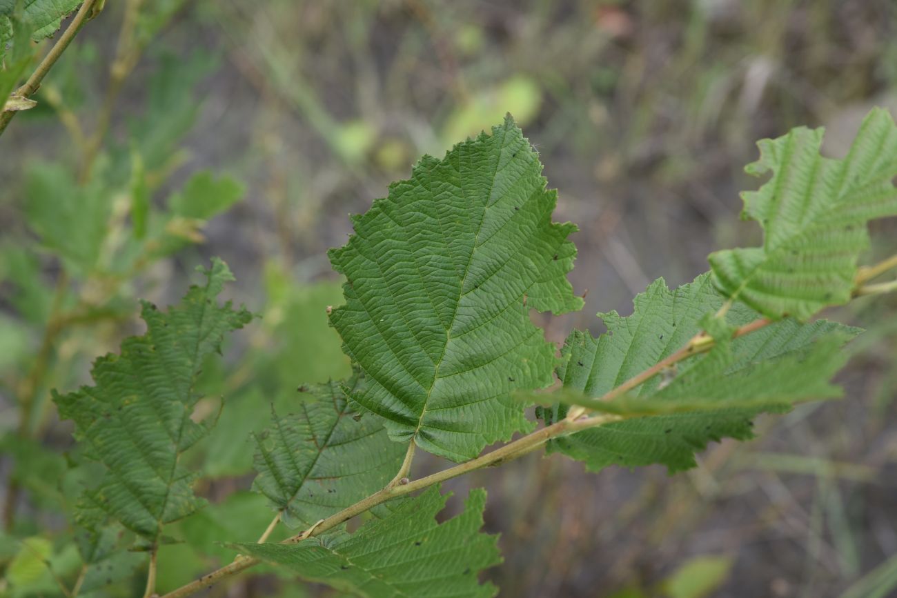 Изображение особи Alnus incana.