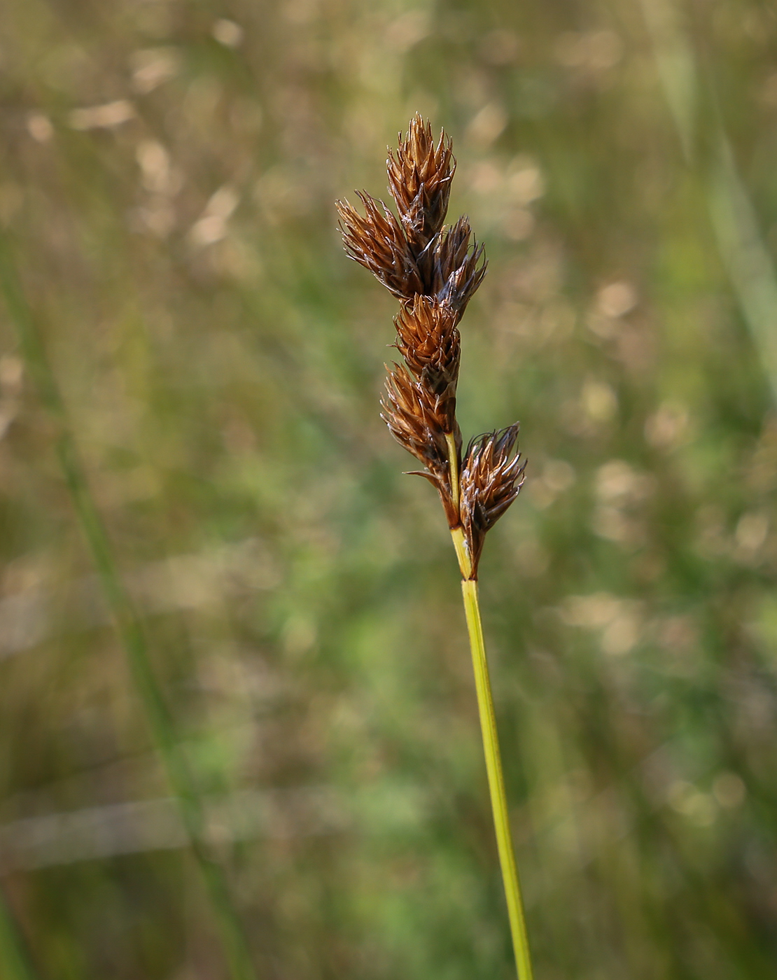 Image of Carex leporina specimen.