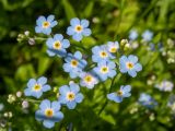 Myosotis palustris