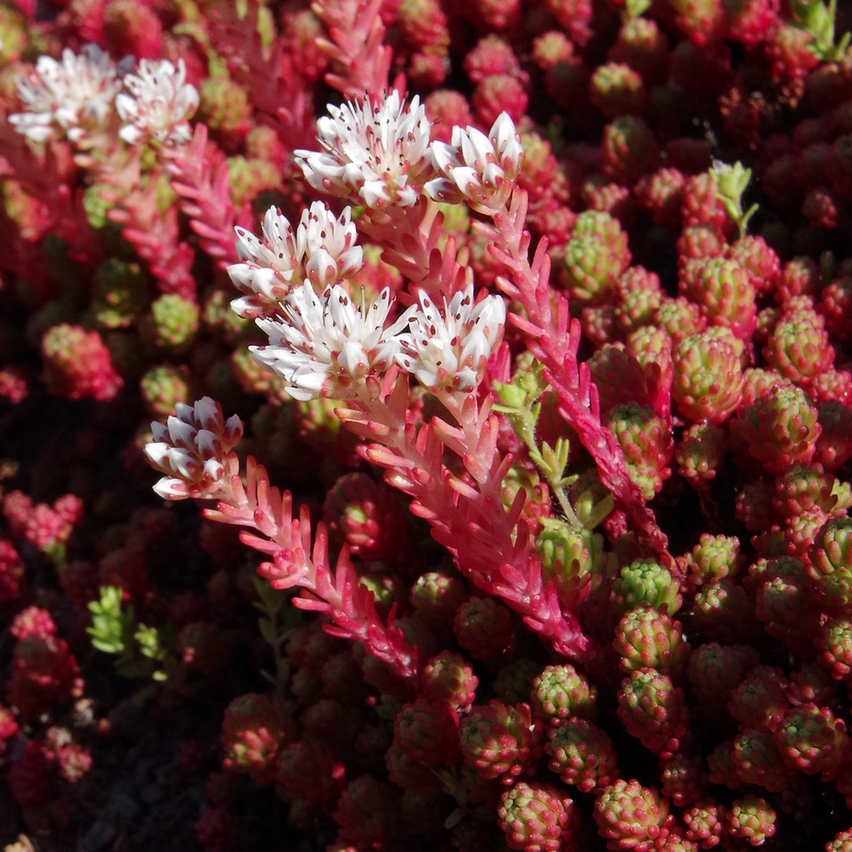 Image of Sedum lydium specimen.