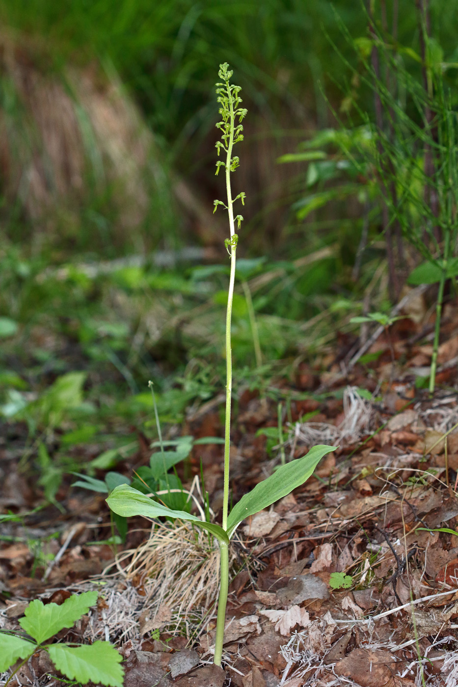 Изображение особи Listera ovata.