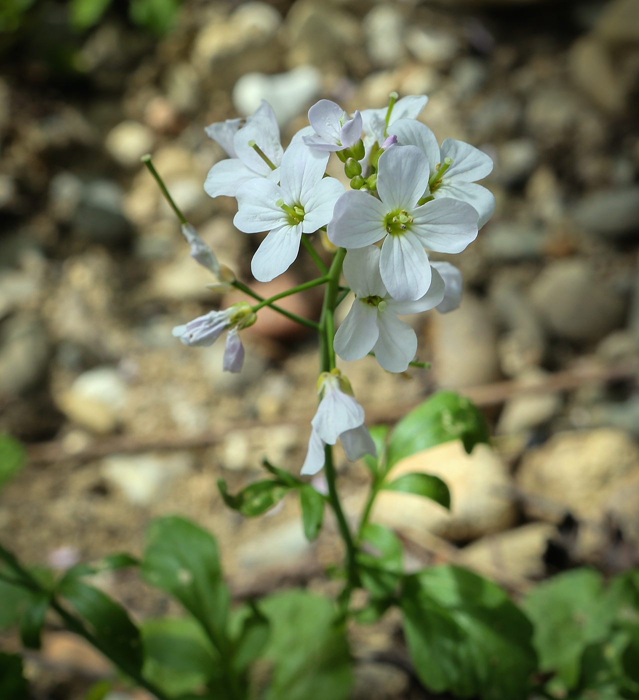 Image of Cardamine tenera specimen.