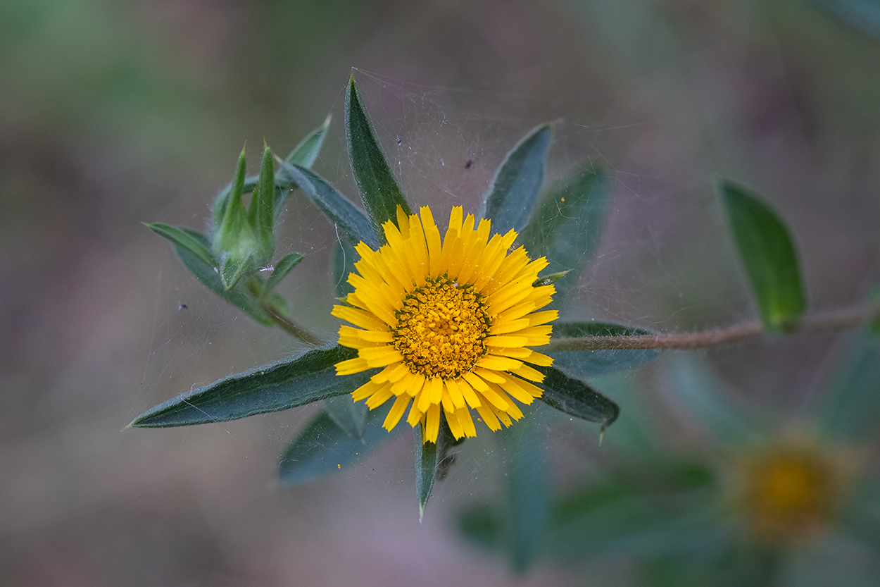 Изображение особи Pallenis spinosa.