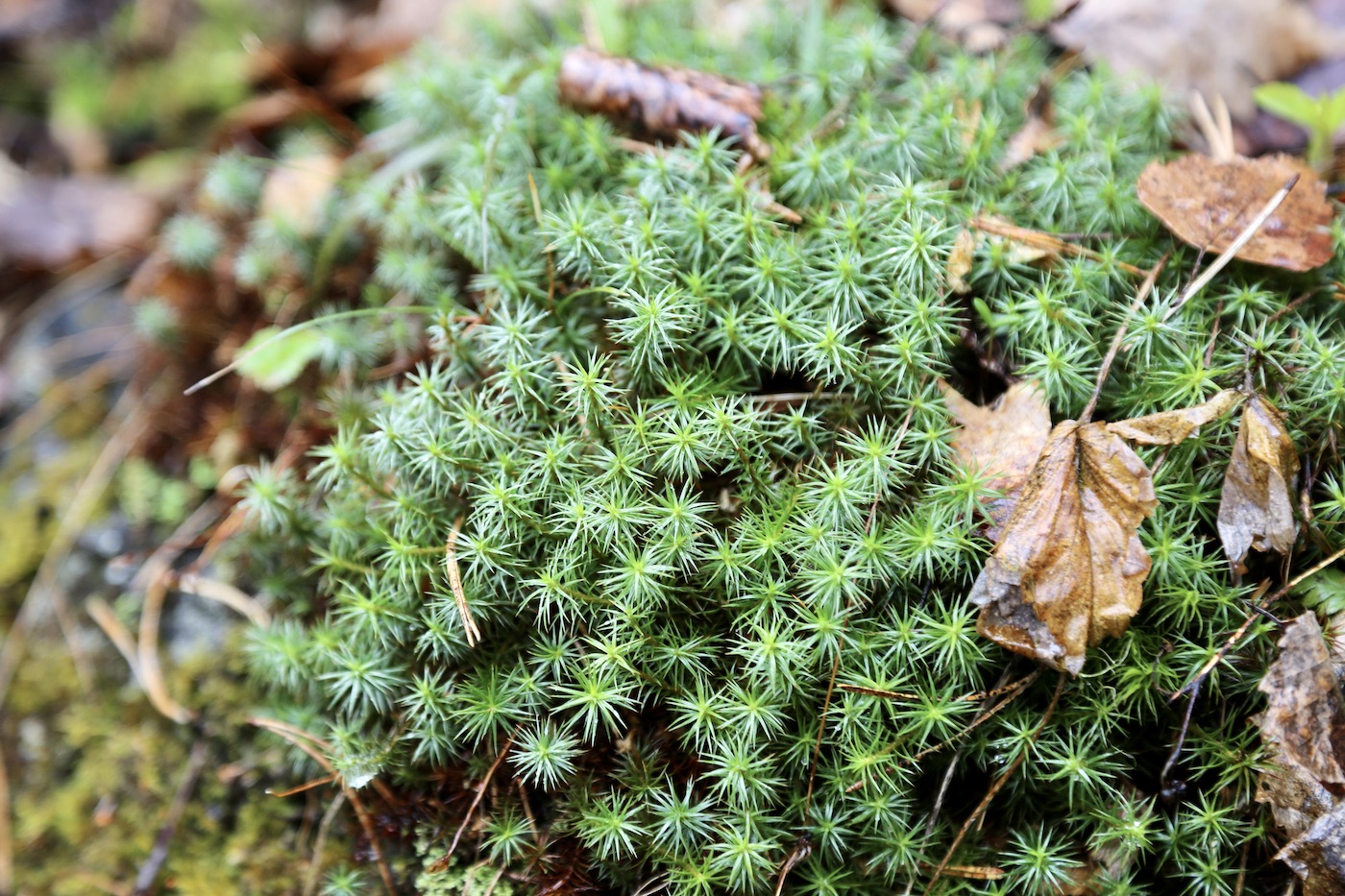 Image of Polytrichum formosum specimen.