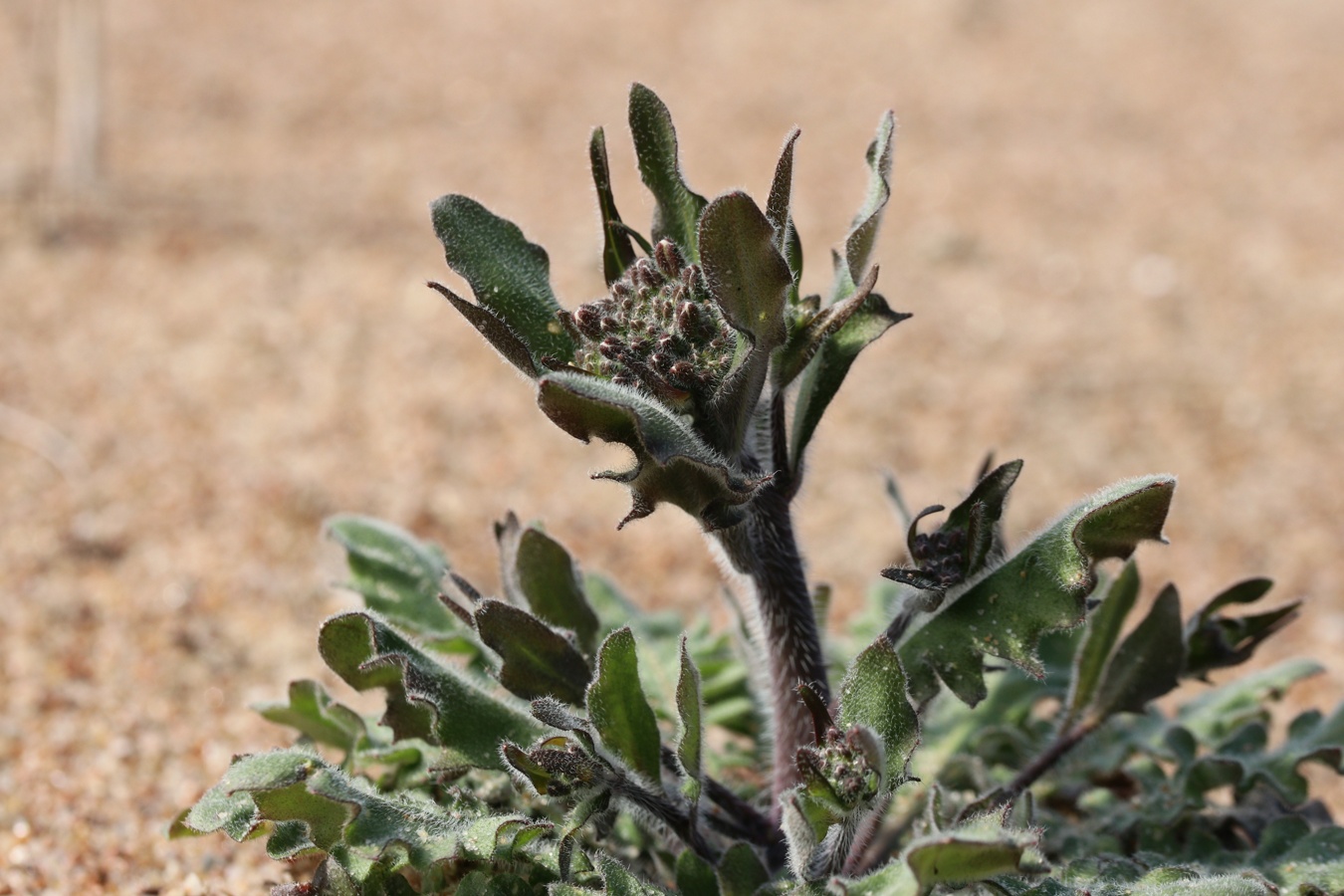 Image of Arabidopsis arenosa specimen.