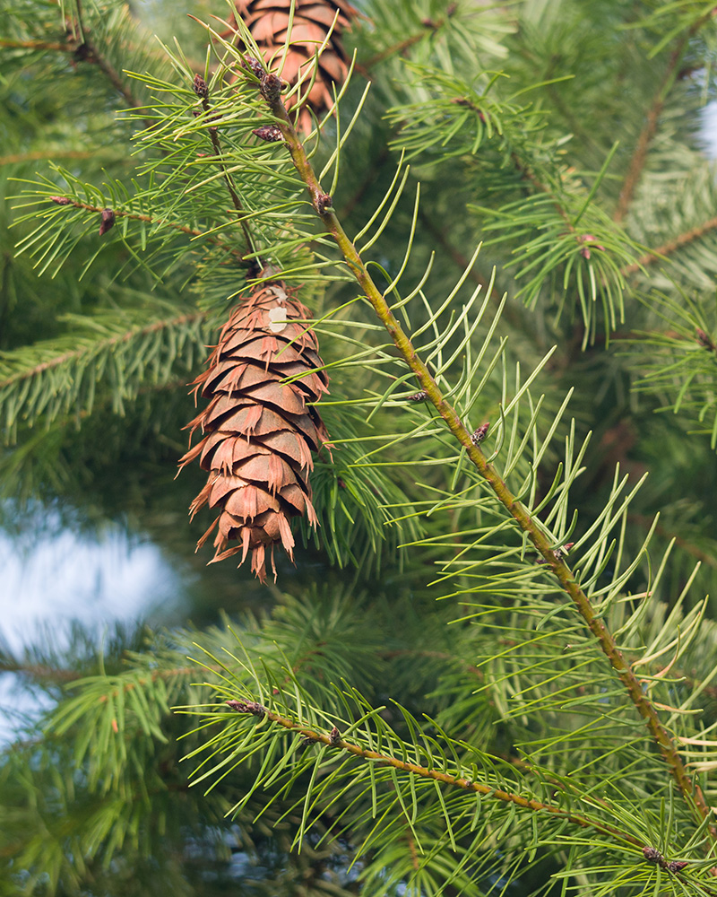 Image of Pseudotsuga menziesii specimen.