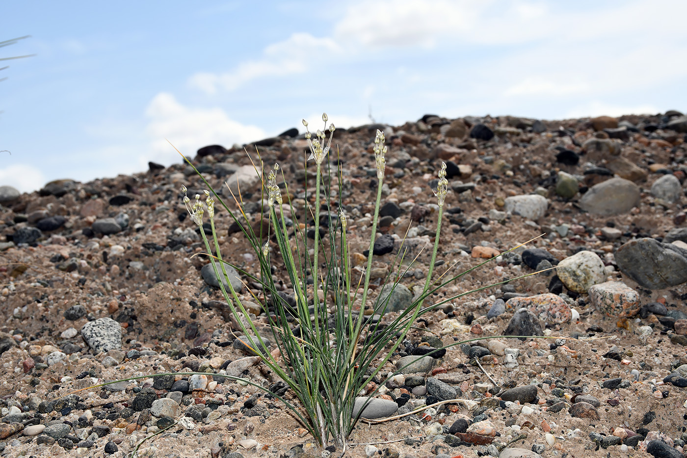 Image of Allium borszczowii specimen.