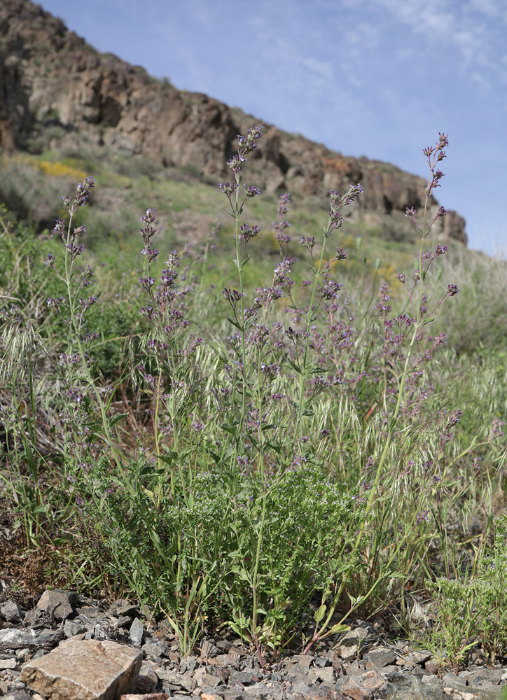 Изображение особи Nepeta micrantha.