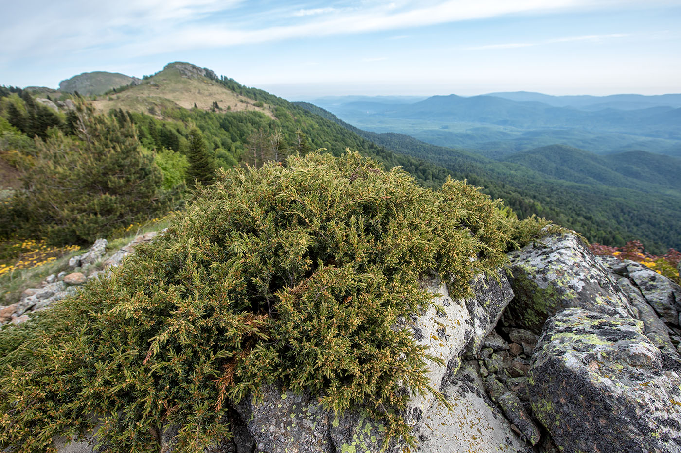 Изображение особи род Juniperus.