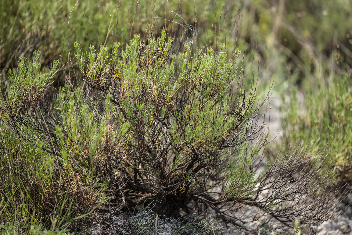 Image of Artemisia salsoloides specimen.