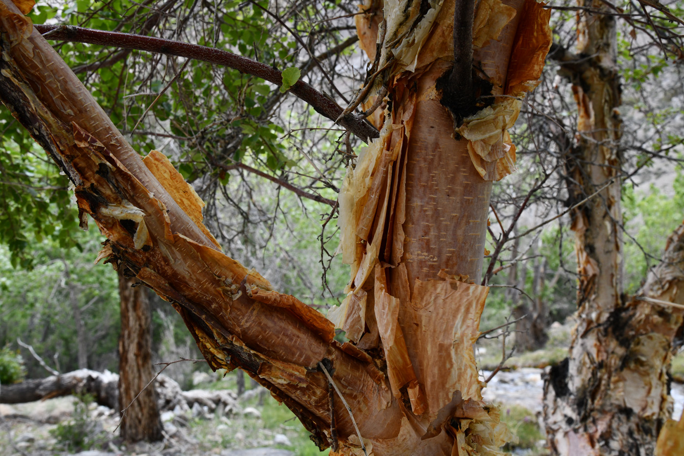 Изображение особи Betula pamirica.