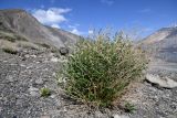 Lepidium latifolium. Зацветающее растение. Таджикистан, Горно-Бадахшанская автономная обл., Рушанский р-н, хр. Северо-Аличурский, Ирхтские горы, Сарезское оз., Ирхтский залив, выс. ≈ 3100 м н.у.м., галечниковый берег древнего обвального дашта. 28 июня 2024 г.