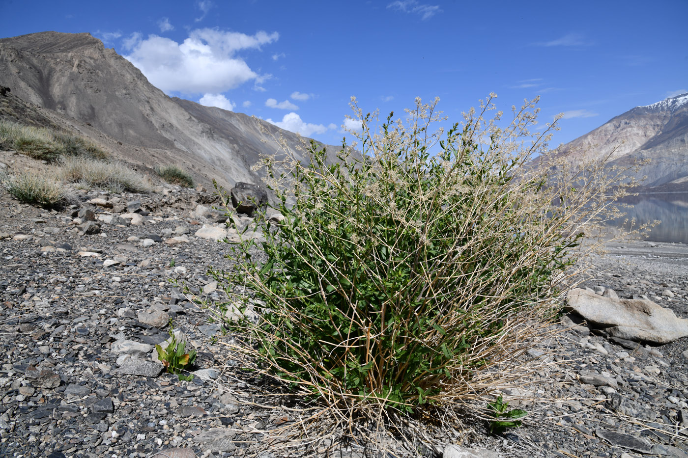 Изображение особи Lepidium latifolium.