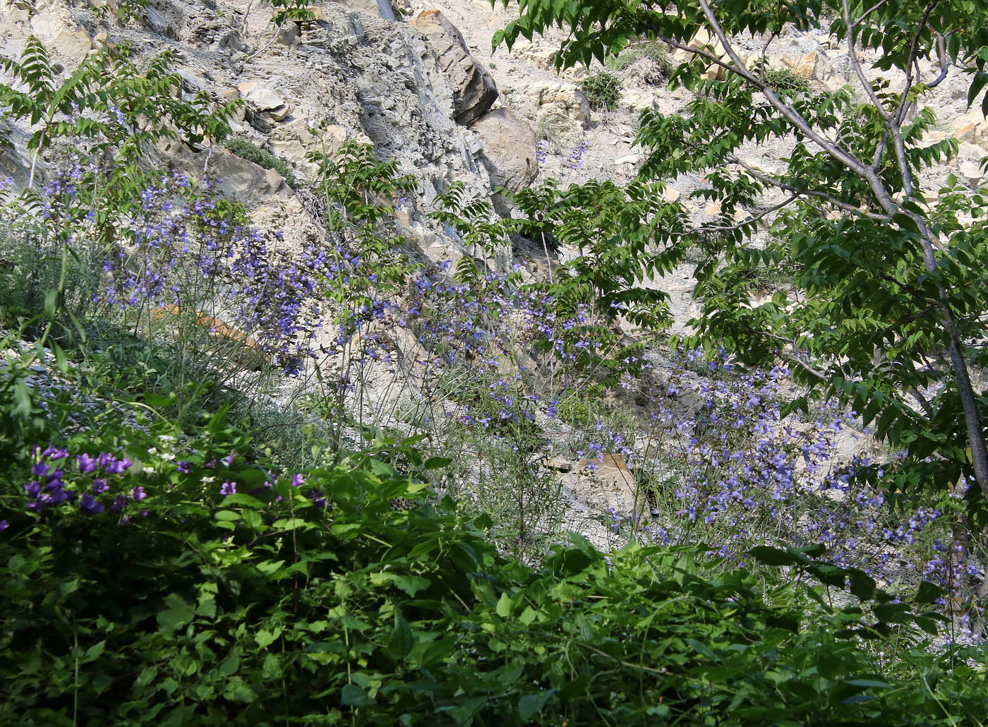 Image of Salvia ringens specimen.