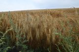 familia Poaceae. Плодоносящие растения. Рязанская обл., Милославский р-н, окр. ур. Лошаки, поле. 31 июля 2024 г.