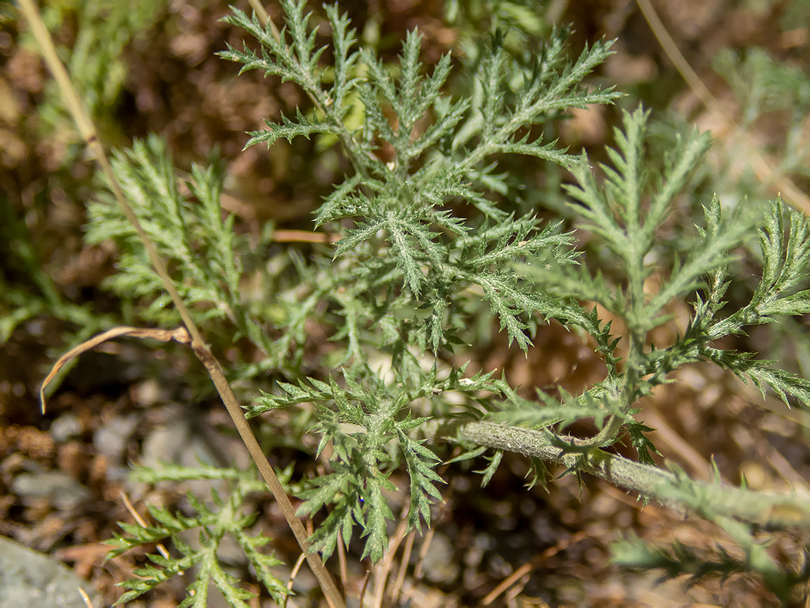 Image of Anthemis monantha specimen.