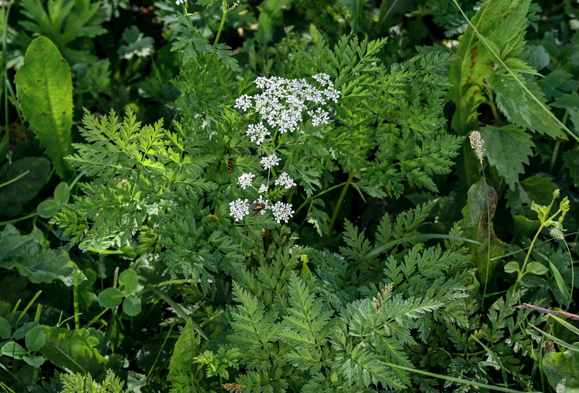 Изображение особи Anthriscus sylvestris.