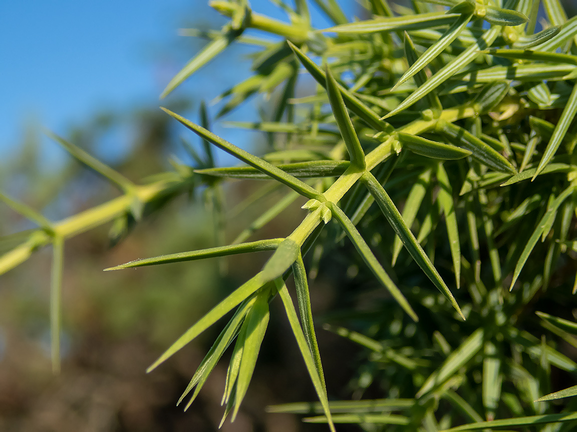 Изображение особи Juniperus deltoides.