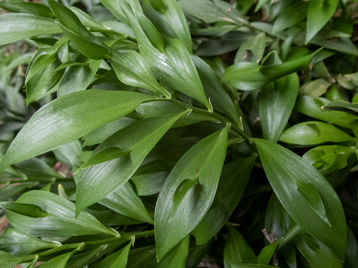 Изображение особи Ruscus hypoglossum.