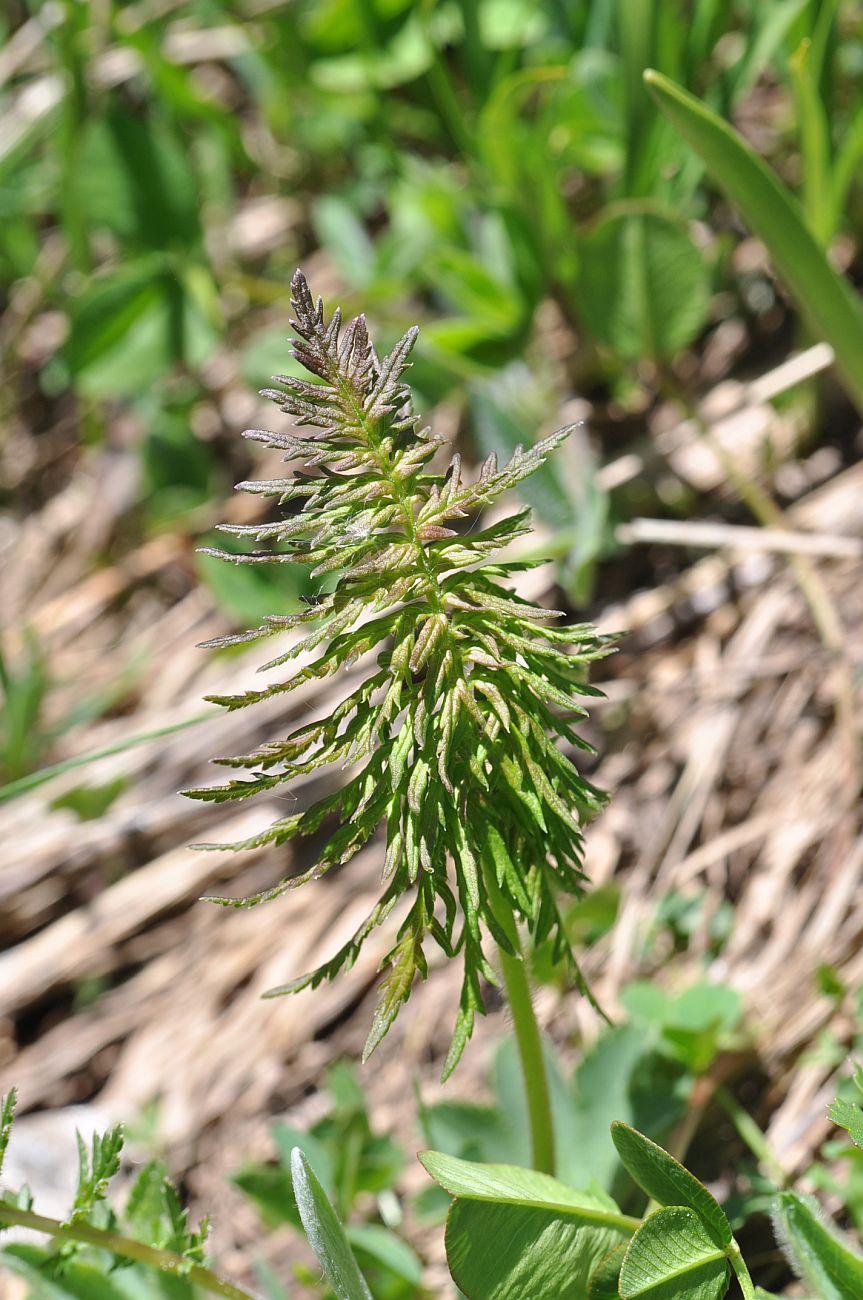 Image of genus Pedicularis specimen.