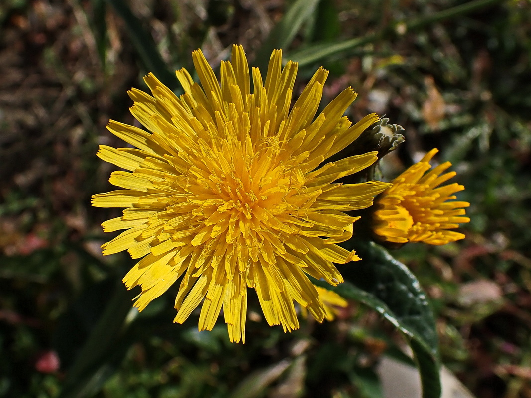 Image of Sonchus arvensis specimen.