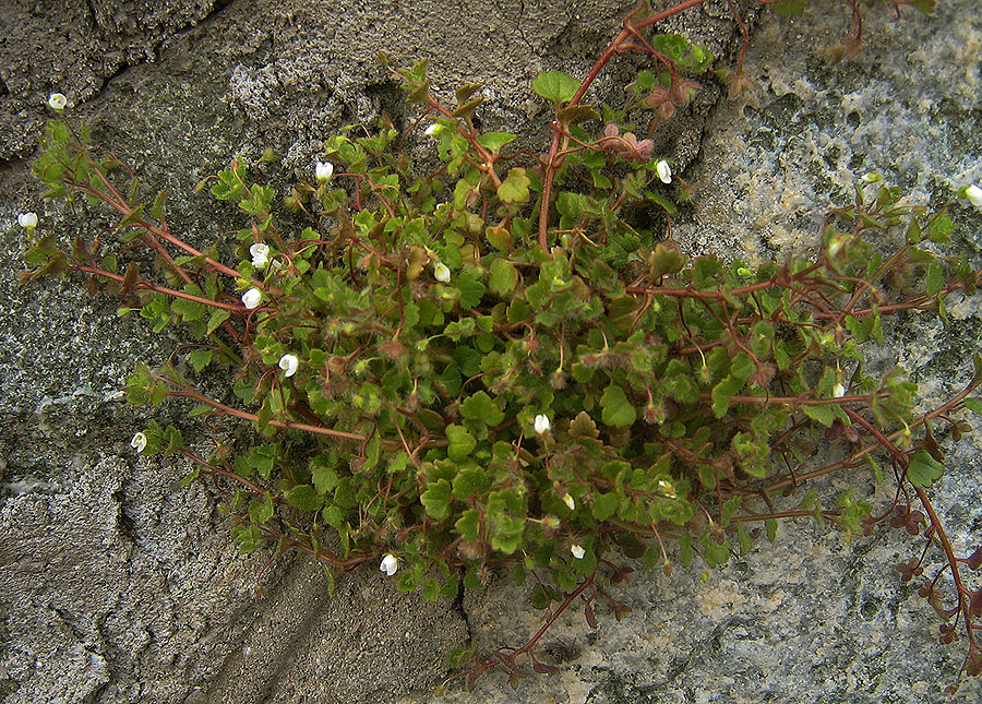 Image of Veronica cymbalaria specimen.