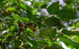 Calycanthus floridus. Верхушка ветви с раскрывшимися плодами. Китай, провинция Шэньси, г. Сиань, в культуре. 11.06.2024.