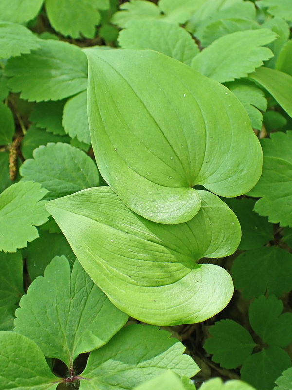 Изображение особи Maianthemum bifolium.