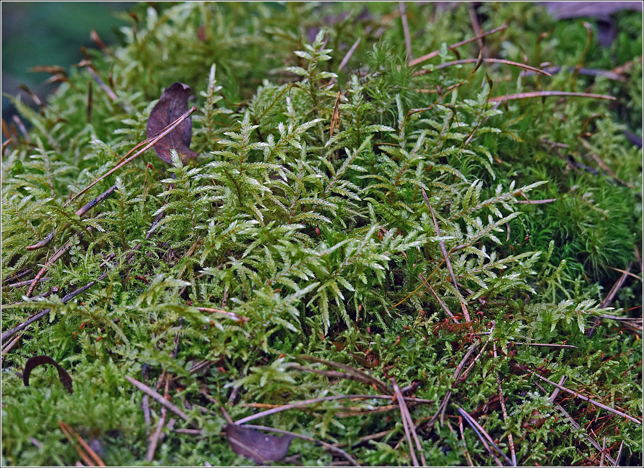 Изображение особи Pleurozium schreberi.