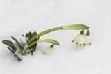 Leucojum vernum