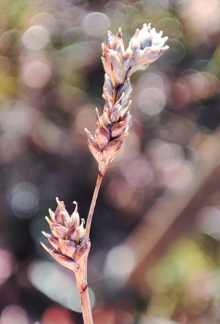 Image of Carex brunnescens specimen.