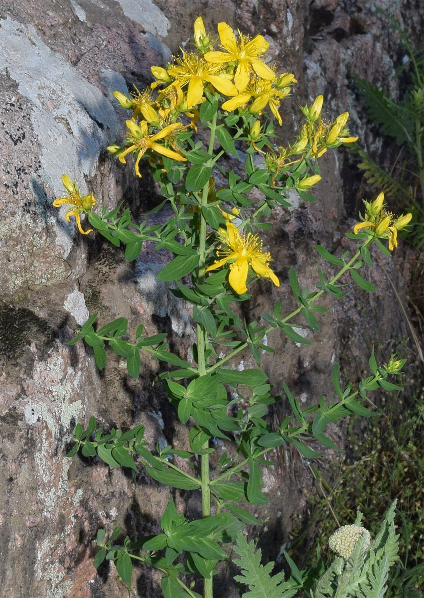 Image of Hypericum perforatum specimen.