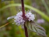 Смотреть изображение Mentha × gracilis