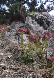 View full-size image Sempervivum arachnoideum