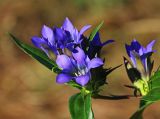 Смотреть изображение Gentiana scabra