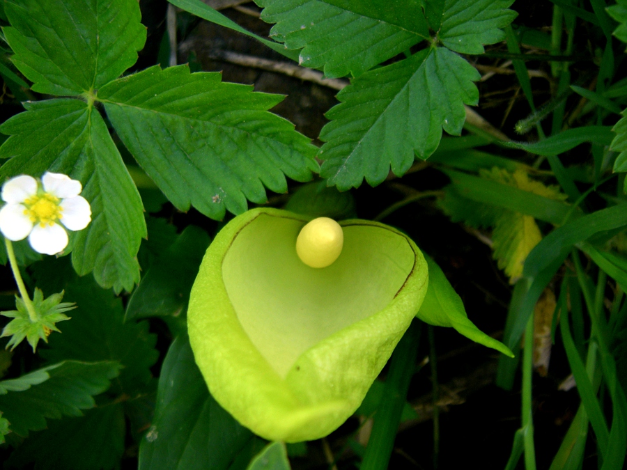 Image of Arum italicum specimen.