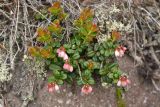 View full-size image Vaccinium vitis-idaea