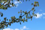 View full-size image Aesculus hippocastanum
