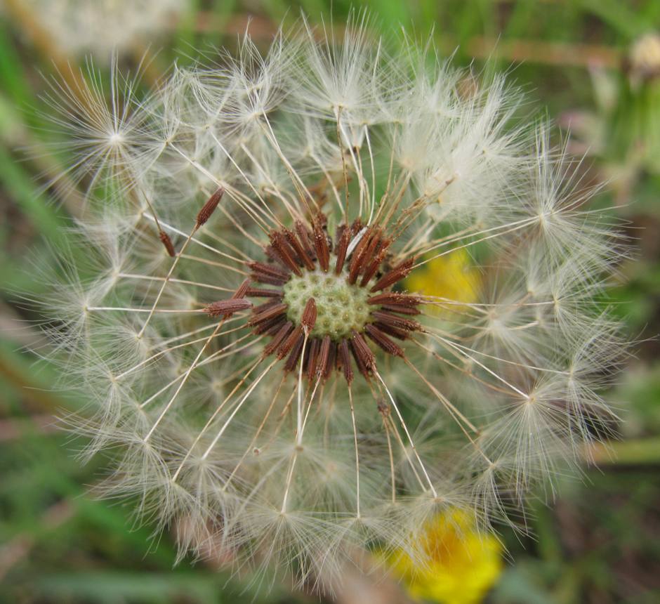 Image of Taraxacum polozhiae specimen.