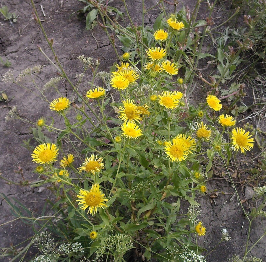 Image of Inula britannica specimen.